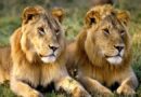 Mystère et peur : où sont passés les lions de Lubumbashi ?