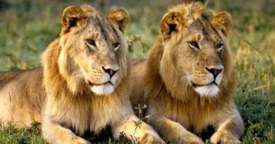 Mystère et peur : où sont passés les lions de Lubumbashi ?
