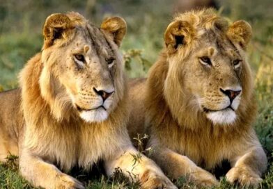 Mystère et peur : où sont passés les lions de Lubumbashi ?