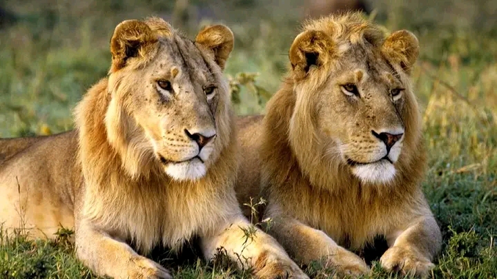 Mystère et peur : où sont passés les lions de Lubumbashi ?