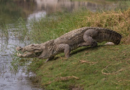 Sud-Kivu : un enfant grièvement blessé après une attaque de crocodile sur le lac Tanganyika