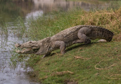 Sud-Kivu : un enfant grièvement blessé après une attaque de crocodile sur le lac Tanganyika