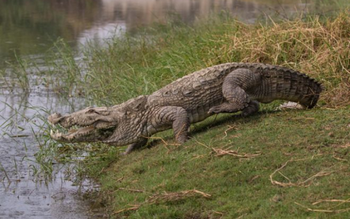 Sud-Kivu : un enfant grièvement blessé après une attaque de crocodile sur le lac Tanganyika